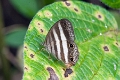 SATYRIDAE, Euptychia hesione